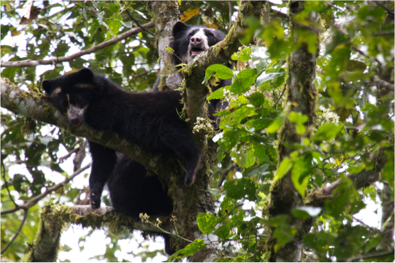 Andean Bears